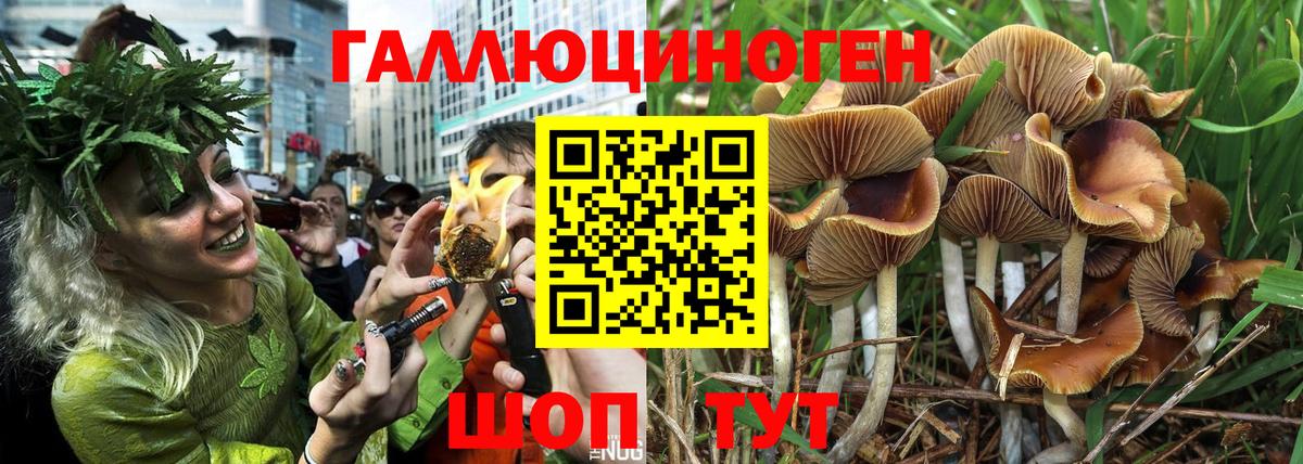 Тайшет  Галлюциногенные грибы Cubensis  Вход с VPN  Галлюциногенные грибы MAGIC MUSHROOMS 